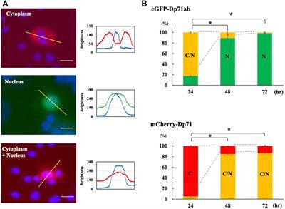 Human Dystrophin Dp71ab Enhances the Proliferation of Myoblasts Across Species But Not Human Nonmyoblast Cells